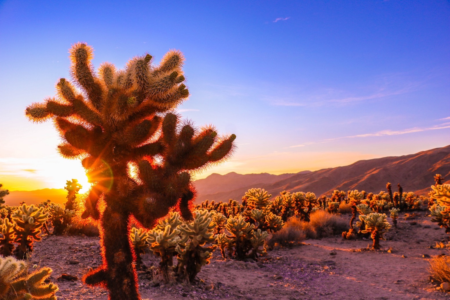 Mojave, CA